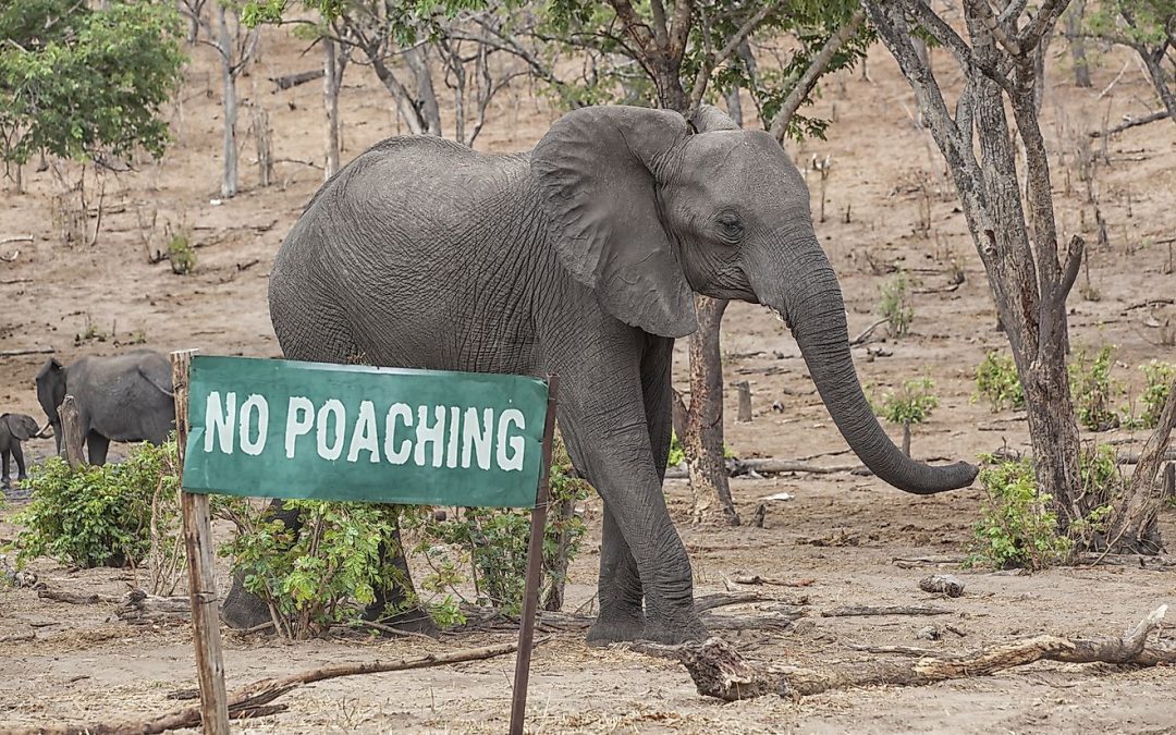 The Customer Testimonial: Powerful Proof of Your Value, or an Invitation to Poaching?